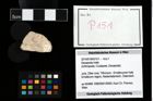 Foto (Objekt + Etikett) von Decapoda indet.  (NHMW-GEO-2014-0194-0151)